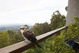 Dandenong birds