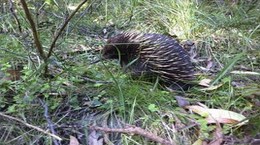 Animals from Dandenong Bonzaview B&B